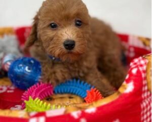 Female Apricot Toy Poodle (Deposit Only Please Read The DESCRIPTION Below‼️
