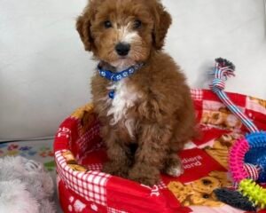 Male Red And White Toy Poodle (Deposit Only‼️Please Read The Description Below‼️)
