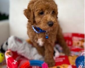 Super Red Male Toy Poodle (Deposit Only ‼️ Please Read DESCRIPTION Below‼️)