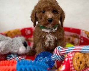 Female Red And White Toy Poodle ( Deposit Only, Please Read The DESCRIPTION Below‼️)