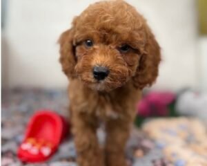 Red Male Toy Poodle ( Deposit Only, Please Read The DESCRIPTION Below‼️)