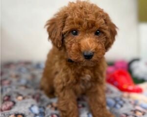 Red Male Toy Poodle ‼️(Deposit Only ‼️ Please Read The Description Below ‼️)