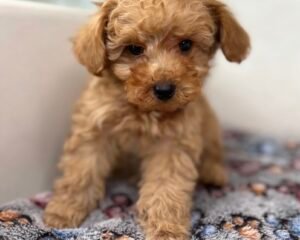 Tiny Toy Male Poodle (Deposit Only ‼️ Please Read DESCRIPTION Below‼️)