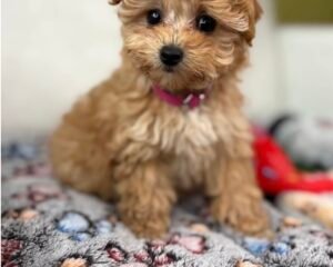Teacup Female Poodle (Deposit Only‼️ Please Red The DESCRIPTION Below‼️)