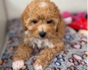 Tiny Toy Male Toy Poodle ‼️ (Deposit Only Please Read The DESCRIPTION Below‼️
