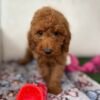Red Male Toy Poodle (Deposit Only‼️ Please Read The DESCRIPTION Below‼️)