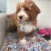 Red And White Female Miniature Poodle (Deposit Only ‼️ Please Read DESCRIPTION Below‼️)