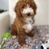 Red And White Male Miniture Poodle 🐩 (Deposit Only, Please Read The Description Below‼️)