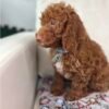 Red Nose Male Miniature Poodle PROMOTION PUP (Deposit Only ‼️ Please Read The DESCRIPTION Below‼️)