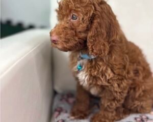Red Nose Male Miniature Poodle PROMOTION PUP (Deposit Only ‼️ Please Read The DESCRIPTION Below‼️)