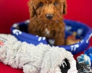 Red Male Toy Poodle 🐩 (Deposit Only‼️Please Read The Description Below‼️)