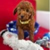 Dark Red Male Toy Poodle ‼️ (Deposit Only Please Read The DESCRIPTION Below‼️