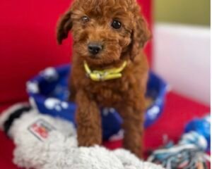 Dark Red Male Toy Poodle ‼️ (Deposit Only Please Read The DESCRIPTION Below‼️