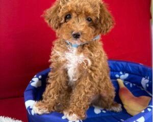 Apricot Famale Toy Poodle ( Deposit Only, Please Read The DESCRIPTION Below‼️)