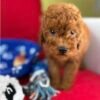 Red Female Toy Poodle (Deposit Only, Please Read The Description Below‼️)