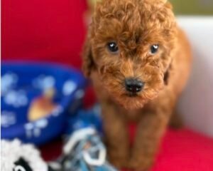 Red Female Toy Poodle (Deposit Only, Please Read The Description Below‼️)
