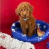 Red Female Toy Poodle ( Deposit Only, Please Read The DESCRIPTION Below‼️)