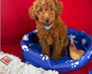 Red Female Toy Poodle ( Deposit Only, Please Read The DESCRIPTION Below‼️)