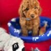 Red Female Toy Poodle (Deposit Only‼️Please Read The Description Below‼️)