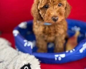 Red Female Toy Poodle (Deposit Only‼️Please Read The Description Below‼️)